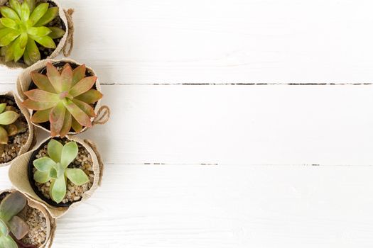 Kalanchoe in small pot on white background.