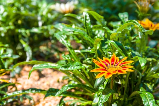 Flower blossom in garden of summer season