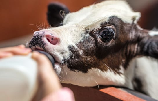 Feeding young cow or calf from bottle of milk.
