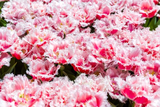 Flower blossom in garden of summer season