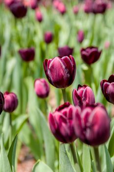 Flower blossom in garden of summer season