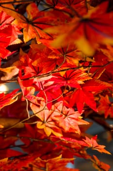 Red leaves of maple in Autumn season.