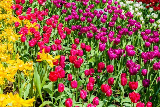 Tulip flowers in different colors in field.