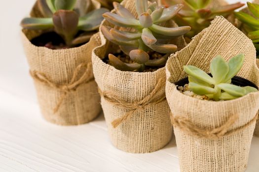 Kalanchoe in small pot covered with sack.