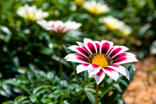 Flower blossom in garden of summer season