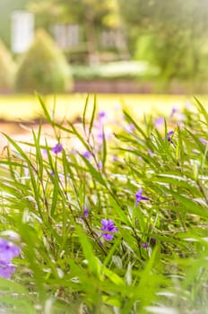 Violet or purple flowers in sunrise or sunset moment.