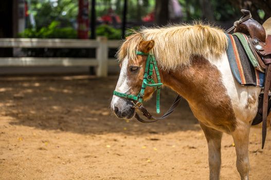 Pony in farm or livestock in HDR.