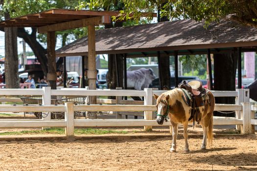 Pony in farm or livestock in HDR.