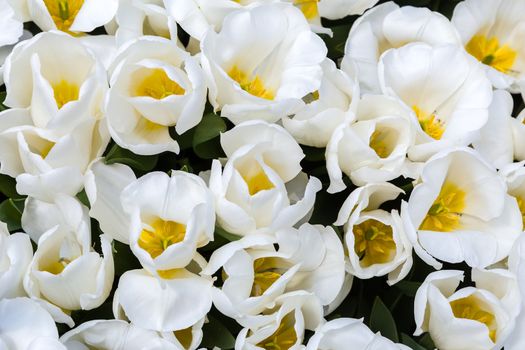 Flower blossom in garden of summer season
