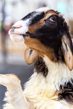 Portrait of young goat in farm or livestock.