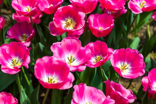 Flower blossom in garden of summer season
