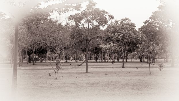 Background of vintage forest in peaceful day, HDR.