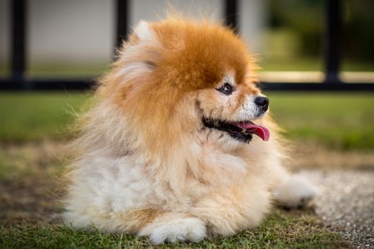 Portrait of Pomeranian dog sitting in lawn.