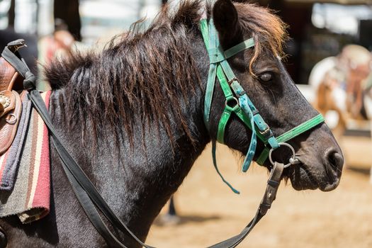 Horse portrait in side shot in HDR.