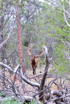 Full view of a Roosevelt wapiti with velvet covered antlers