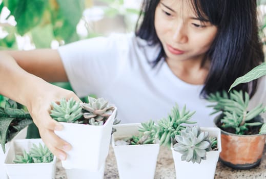 Woman hand holding succulent plant in pot for decoration with vintage tone, selective focus