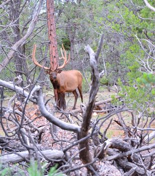 Full view of a Roosevelt wapiti with velvet covered antlers