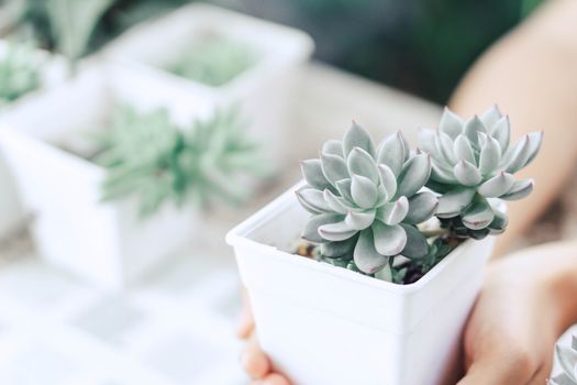 Closeup woman hand holding succulent plant in pot for decoration with vintage tone, selective focus