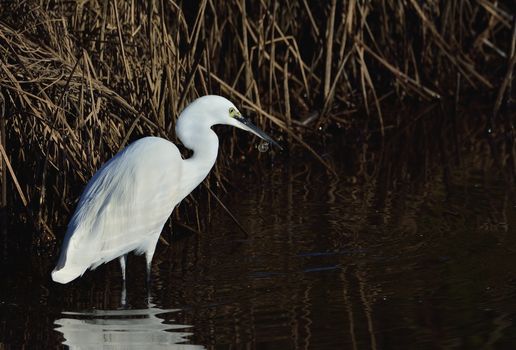 Little cattle egret and his reflection in the water, Bubulcus ibis.