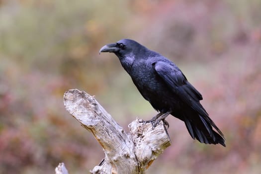 Black Raven, Corvus corax in autumn time. Looking for something to eat.