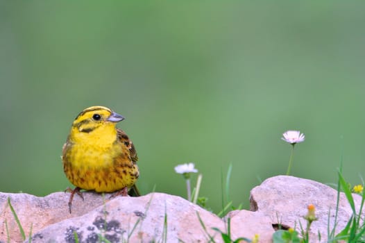 Male yellowhammer on a stone, (Emberiza citrinella).