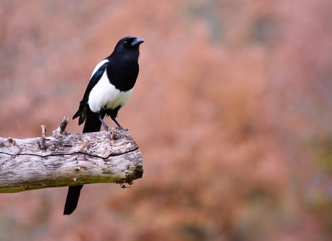 Magpie perched on a tree on brown background.