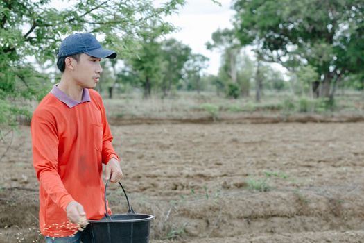 closeup farmer hand holding rice seeds for sowing in the field