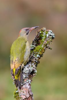 European green woodpecker perched on a branch.