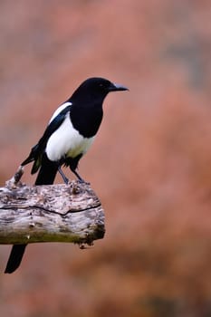 Magpie perched on a tree on brown background.
