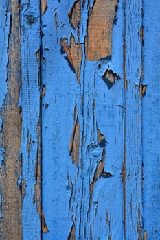 Blue background. Blue wood texture. Old wood texture.