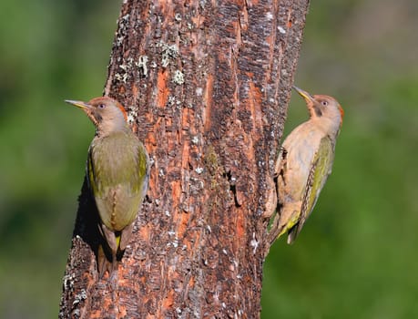 Two female european green woodpecker perched on a branch.