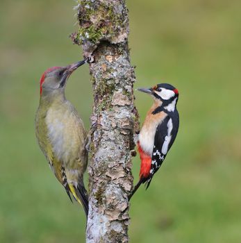 European green woodpecker and great spotted woodpecker perched on a branch.