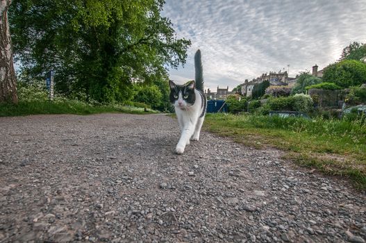 cat coming towards camera in bath england on canal