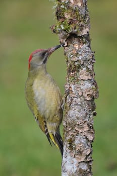 European green woodpecker perched on a branch.