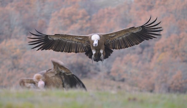 Griffon vulture landing on the meadow with another vulture perched