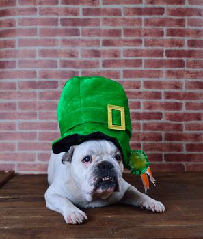 Portrait of French bulldog angry with a Saint Patrick cap