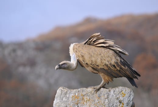 Griffon vulture perched on a stone of Leon in Spain