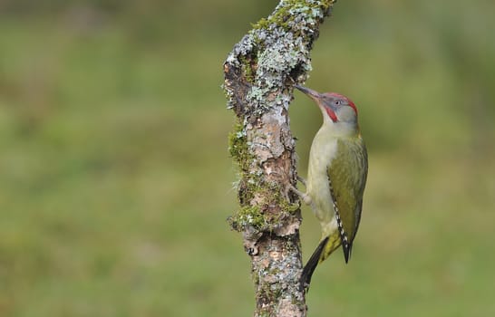 European green woodpecker perched on a branch.