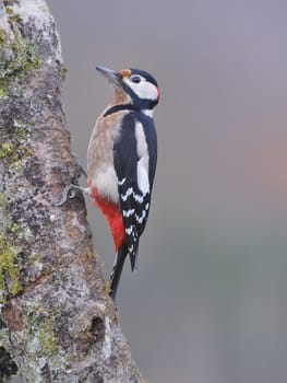 Great spotted woodpecker perched on a log in the rain