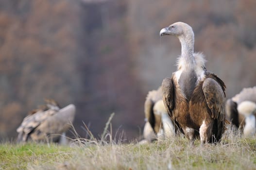 Griffon vulture in the meadow of Leon in Spain