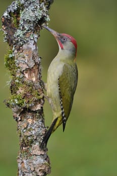 European green woodpecker perched on a branch.