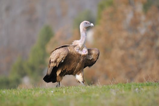 Griffon vulture in the meadow of Leon in Spain
