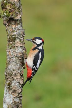 Great spotted woodpecker perched on a log.