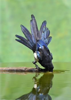 Magpie drinking water on a green background.