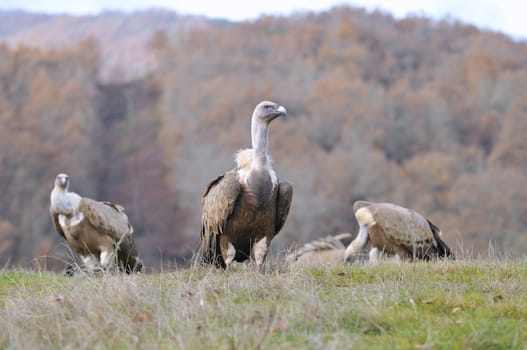 Close-up of three wild Eurasian Griffons relaxing under the sun on grass