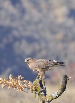 Common buzzard perched on a branch in the sun.