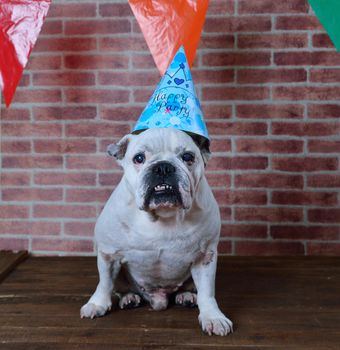 Portrait of French bulldog angry on his birthday