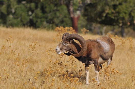 European mouflon in the field in autumn.