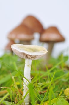 White mushroom in close-up with green grass. Unfocused brown mushrooms on background