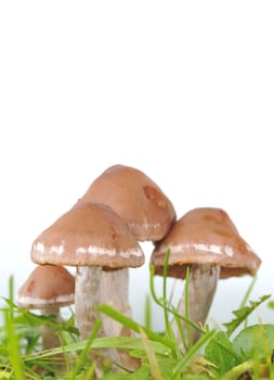 Close-up of fungi with green grass on white background